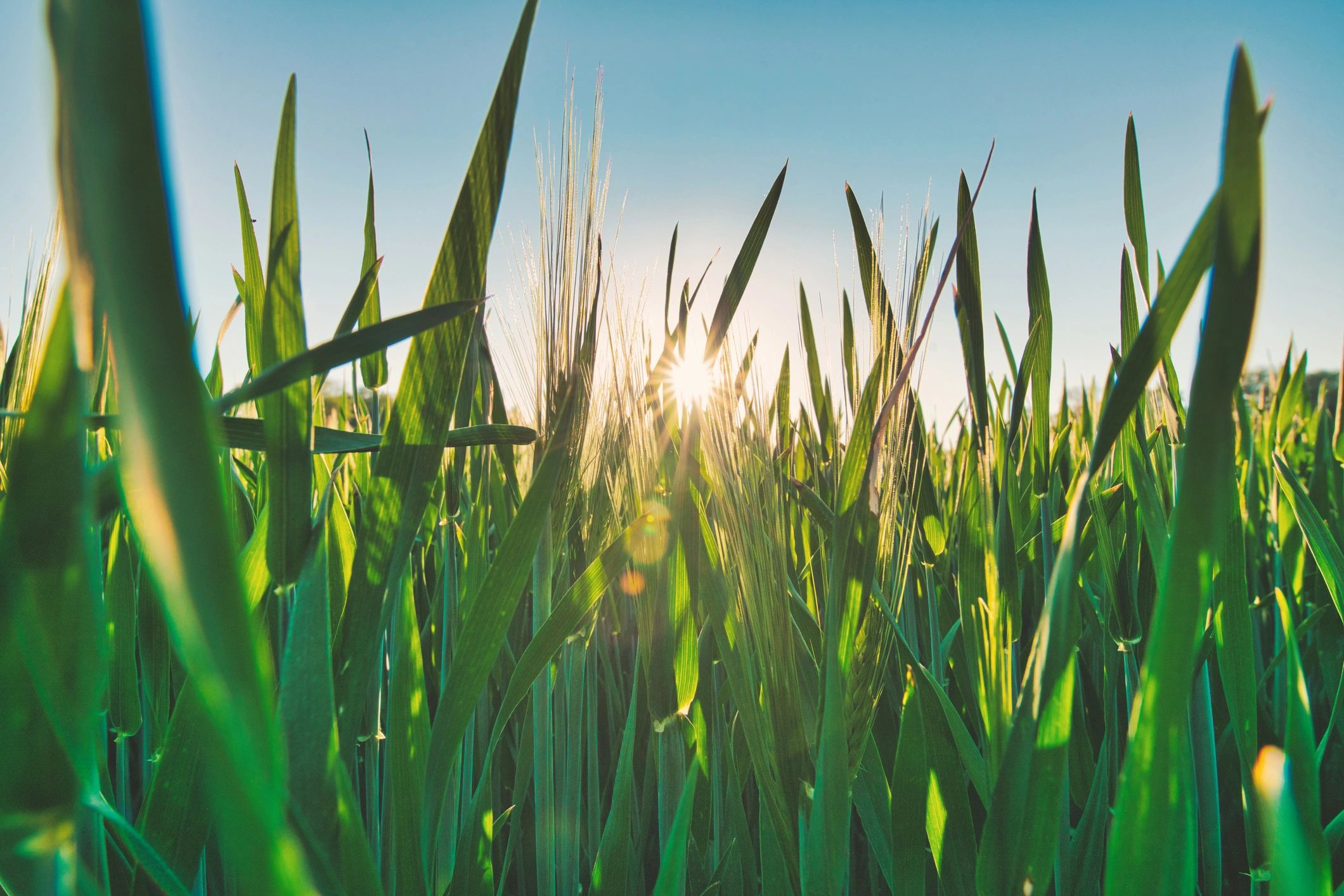 Wheat growing in a sunlit agricultural field